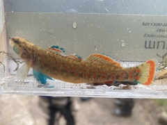 Etheostoma whipplei