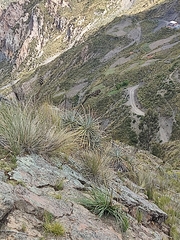 Puya herzogii