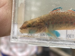 Etheostoma whipplei