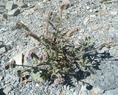 Phacelia secunda