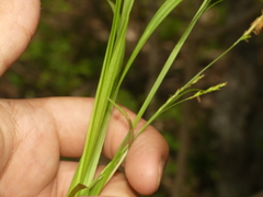 Carex laxiculmis copulata