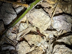 Odontomachus desertorum