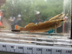 Etheostoma whipplei