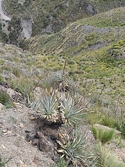 Puya herzogii