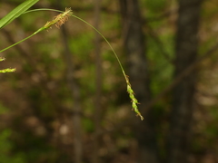 Carex laxiculmis copulata