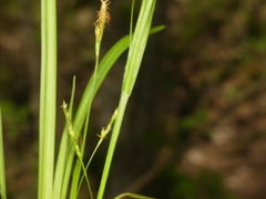 Carex laxiculmis copulata