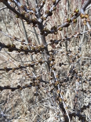 Hippophae rhamnoides