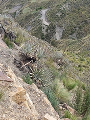 Puya herzogii