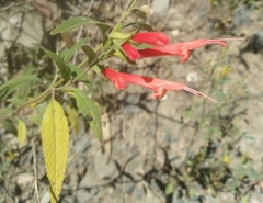 Salvia haenkei