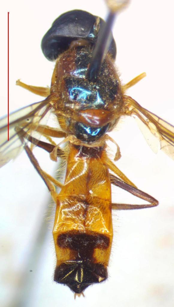 Sargus yerbabuena