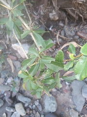 Berberis boliviana