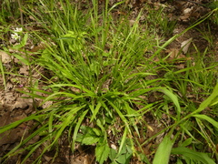 Carex laxiculmis copulata