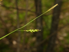 Carex laxiculmis copulata