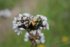 Protaetia cuprea brancoi
