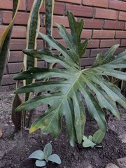 Philodendreae