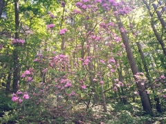 Rhododendron carolinianum