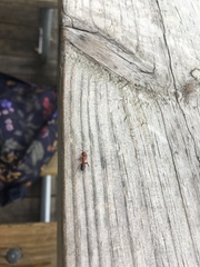 Camponotus decipiens