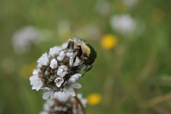 Protaetia cuprea brancoi