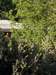 Toxostoma curvirostre