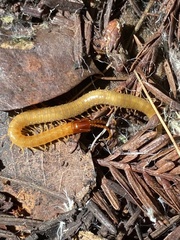 Dicellophilus limatus