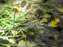 Melanoplus pictus