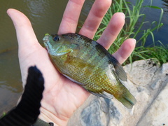 Lepomis macrochirus