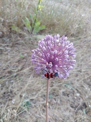 Allium polyanthum