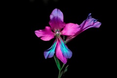 Gladiolus communis byzantinus