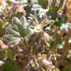 Phacelia rotundifolia