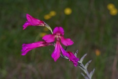 Gladiolus communis byzantinus