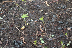 Parthenocissus quinquefolia
