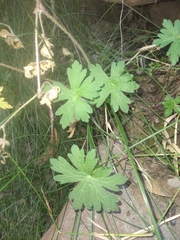 Geranium fallax