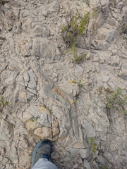 Adesmia miraflorensis