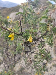 Adesmia miraflorensis