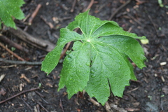 Podophyllum peltatum