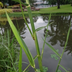 Poaceae