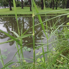 Poaceae