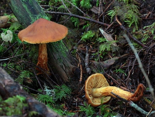 Aureonarius kroegeri