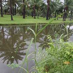 Poaceae