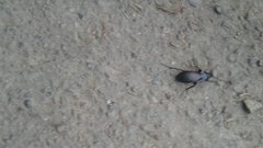 Carabus purpurascens