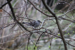 Dumetella carolinensis