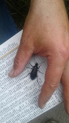 Carabus purpurascens
