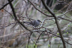 Dumetella carolinensis