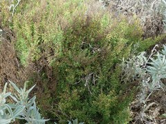 Tecticornia arbuscula