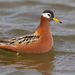 Red Phalarope - Photo (c) Paul Cools, some rights reserved (CC BY-NC), uploaded by Paul Cools
