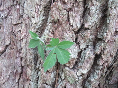 Cissus striata