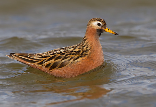 Red Phalarope
