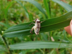 Entomophaga grylli