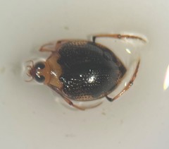Peltodytes dunavani