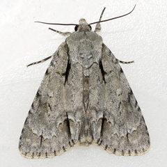 Acronicta laetifica